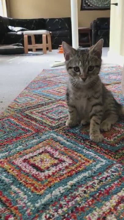 Enlarge Shrimp, a Adopted Domestic Short Hair in Putnam, CT video 6/11