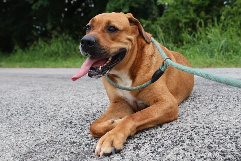 Dolly, ADOPTABLE, Adult Female Mastiff.
