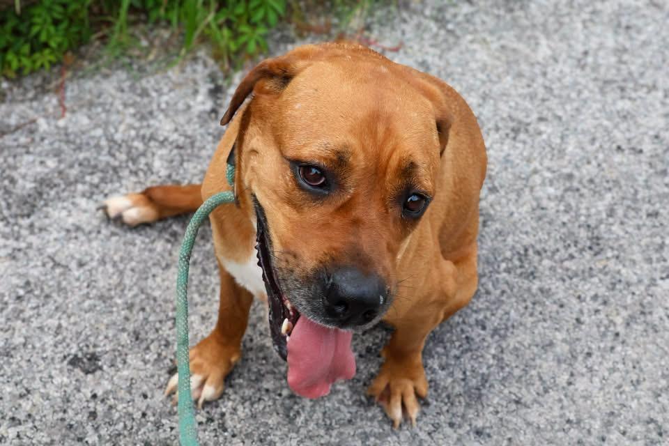 Dolly, a ADOPTABLE Mastiff in Nocona, TX image 2/2