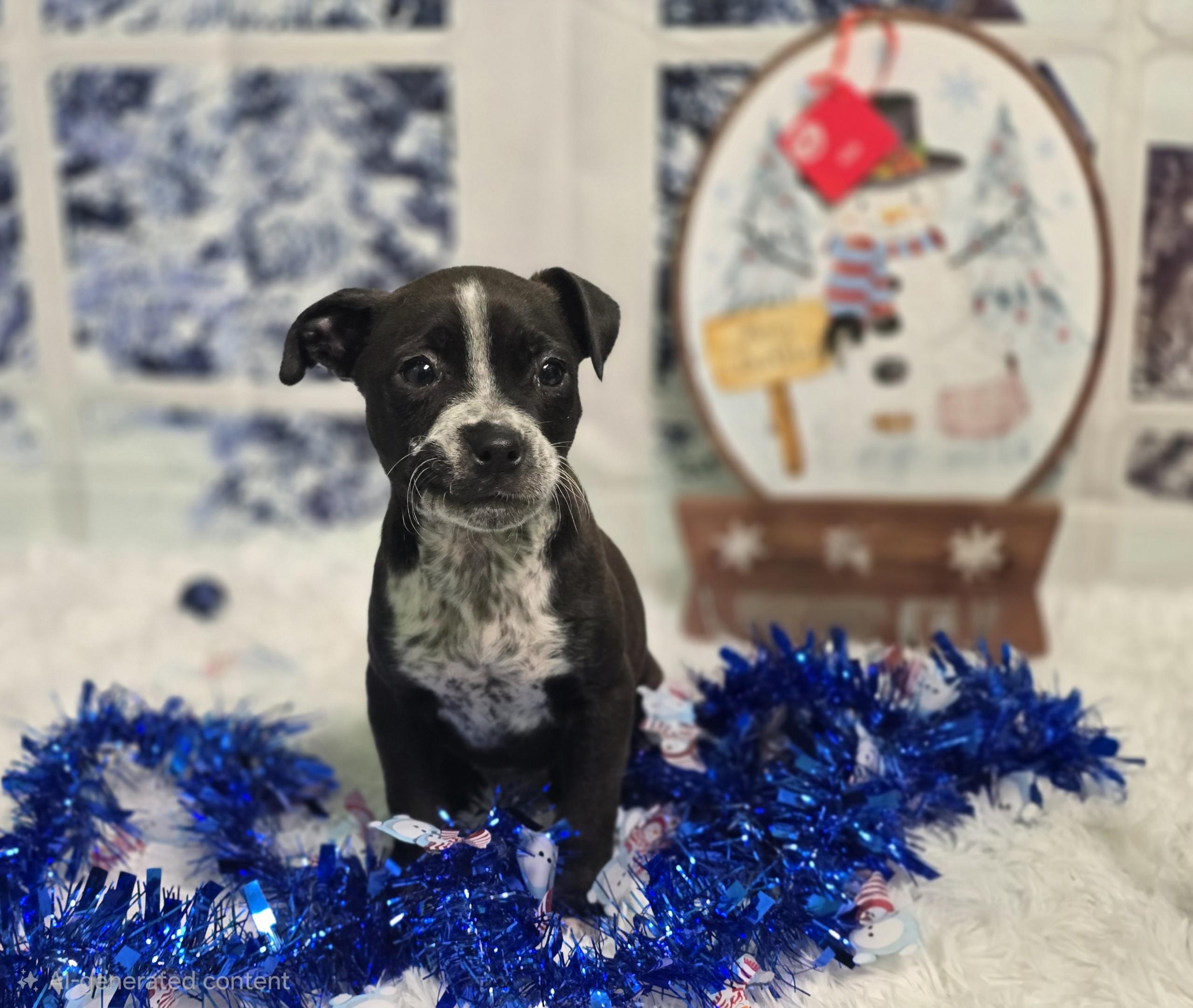 Enlarge Oleena, a ADOPTABLE mixed breed in Laurel, MT image 1/1