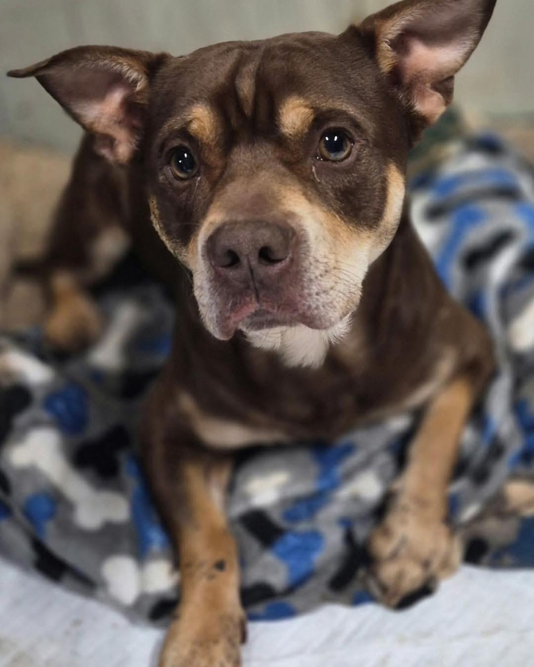 Enlarge Bear, a Adoptable American Staffordshire Terrier in Richmond, KY image 1/5