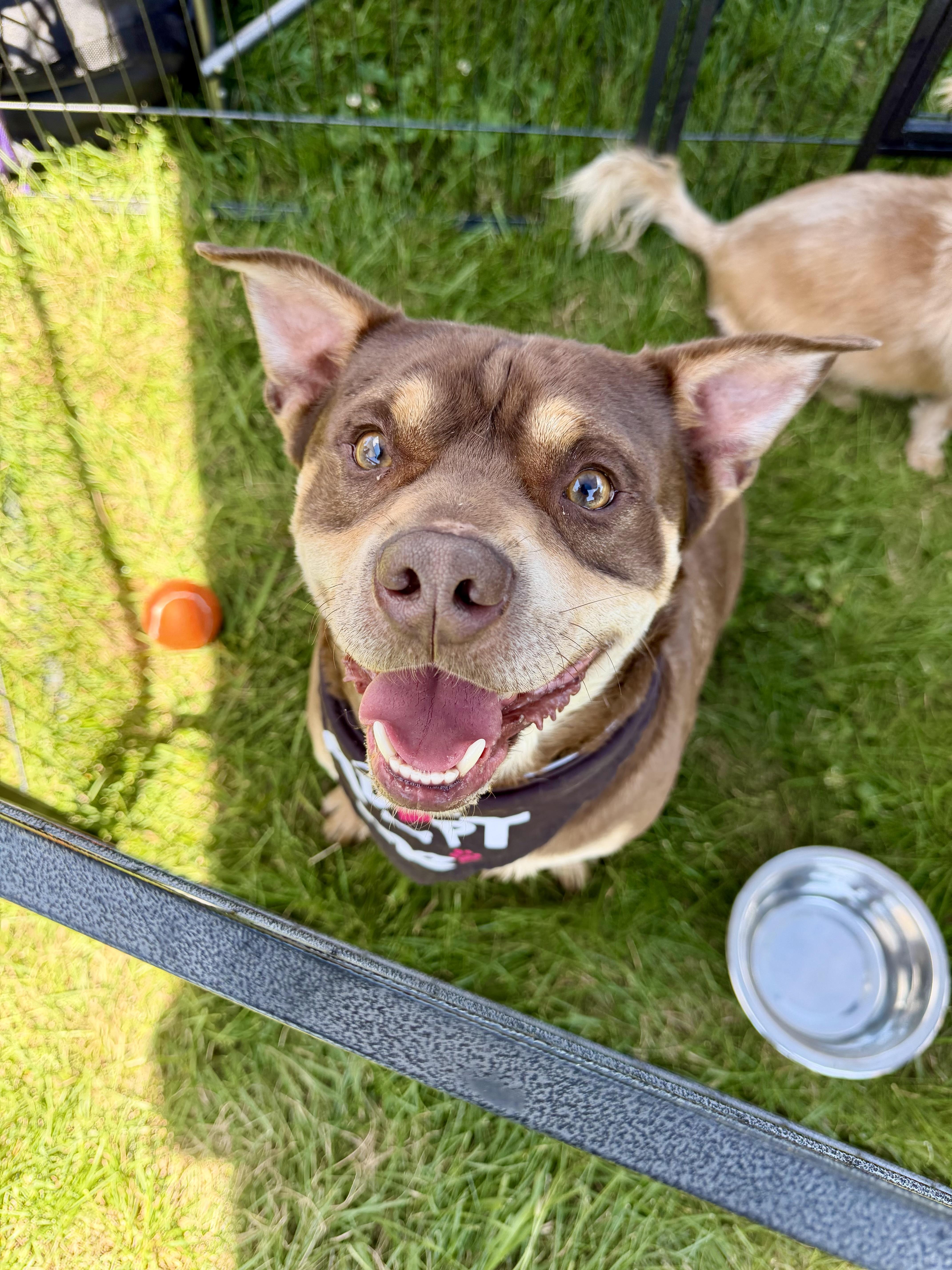 Enlarge Bear, a Adoptable American Staffordshire Terrier in Richmond, KY image 2/5