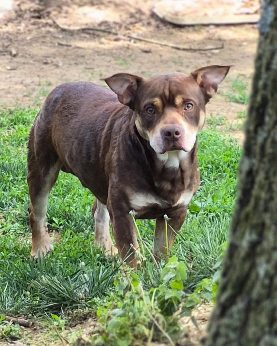 Enlarge Bear, a Adoptable American Staffordshire Terrier in Richmond, KY image 2/5