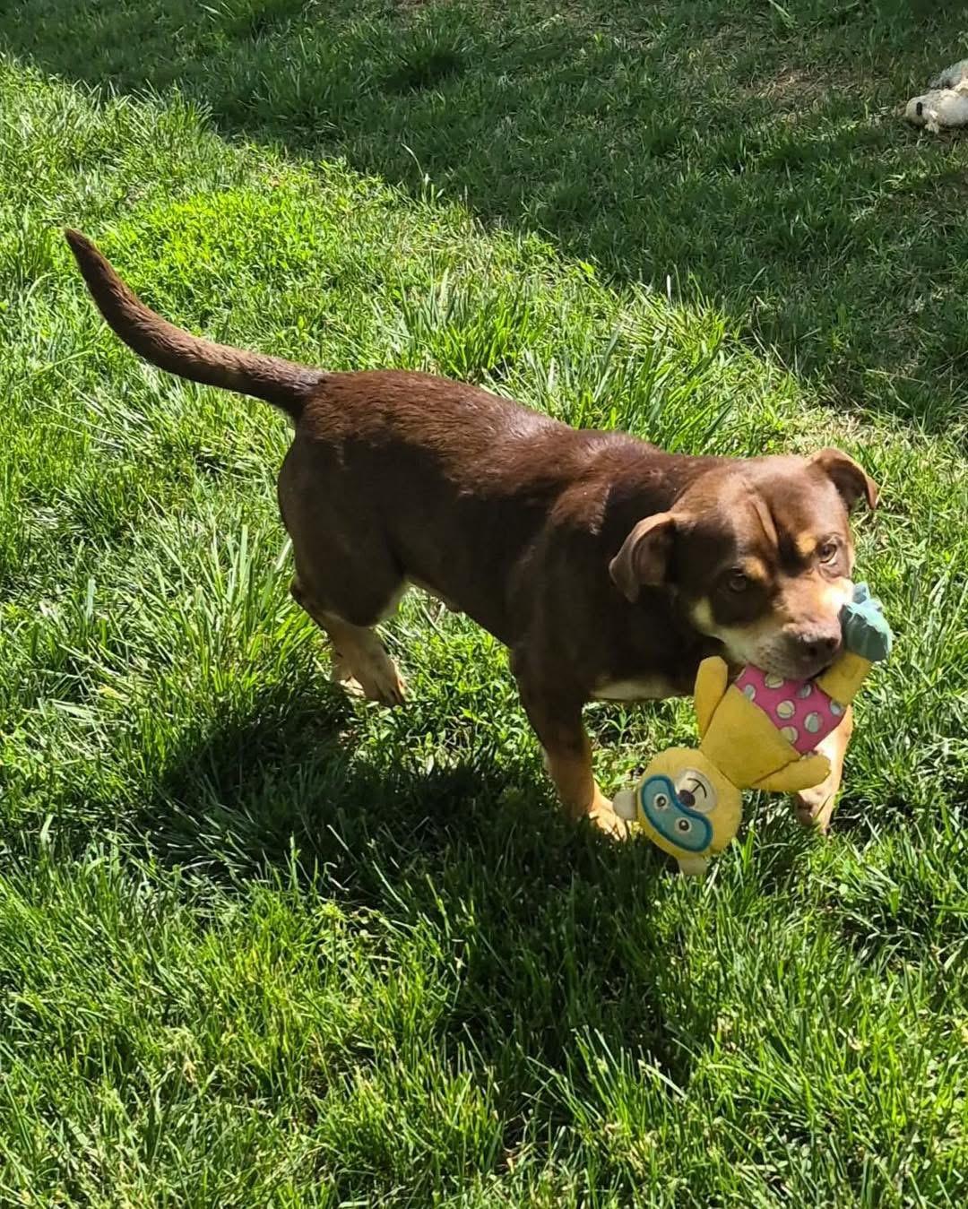Enlarge Bear, a Adoptable American Staffordshire Terrier in Richmond, KY image 3/5