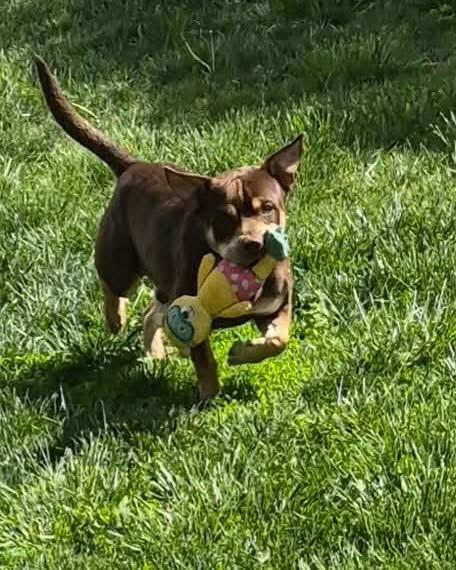Enlarge Bear, a Adoptable American Staffordshire Terrier in Richmond, KY image 4/5