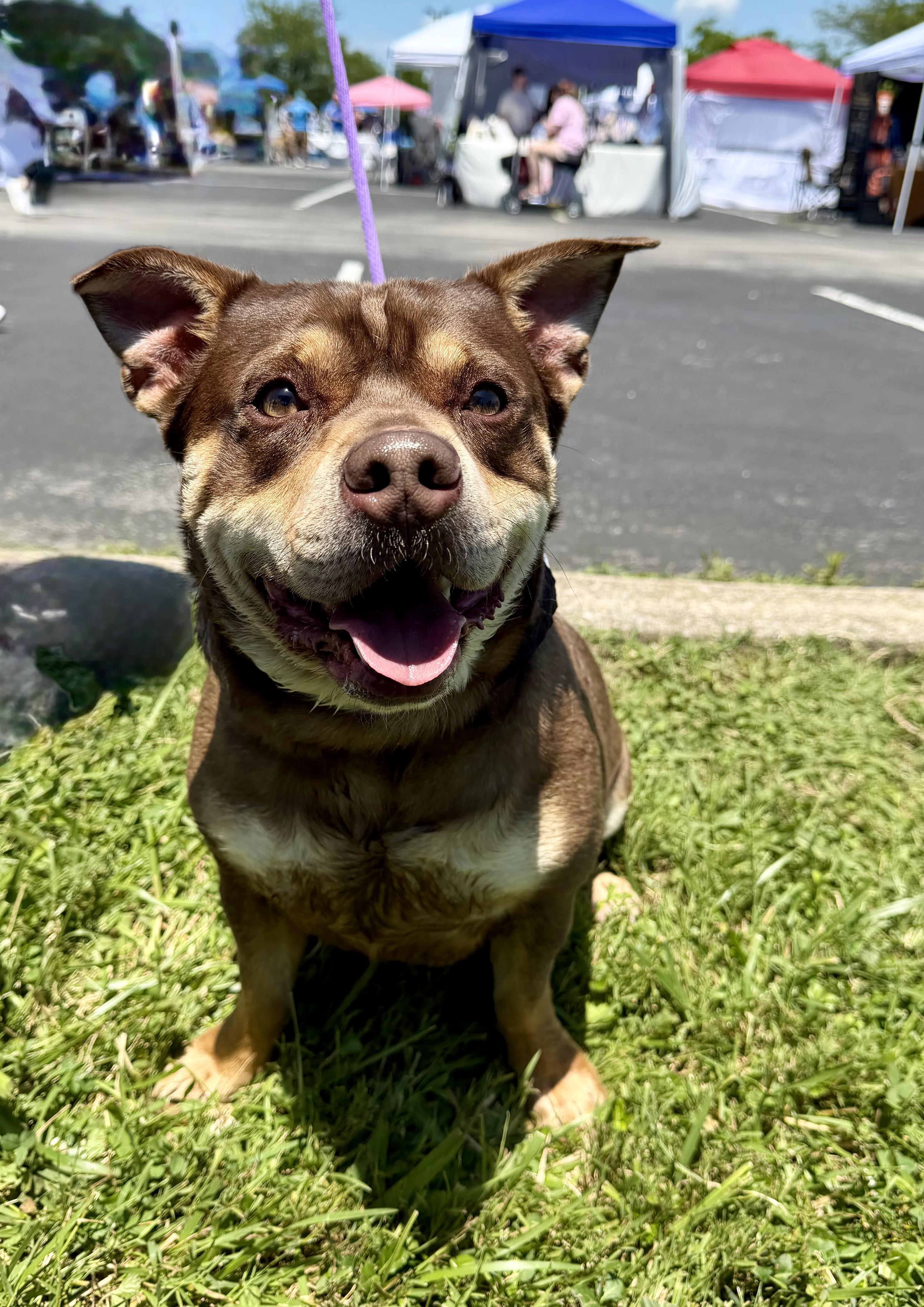 Enlarge Bear, a Adoptable American Staffordshire Terrier in Richmond, KY image 5/5