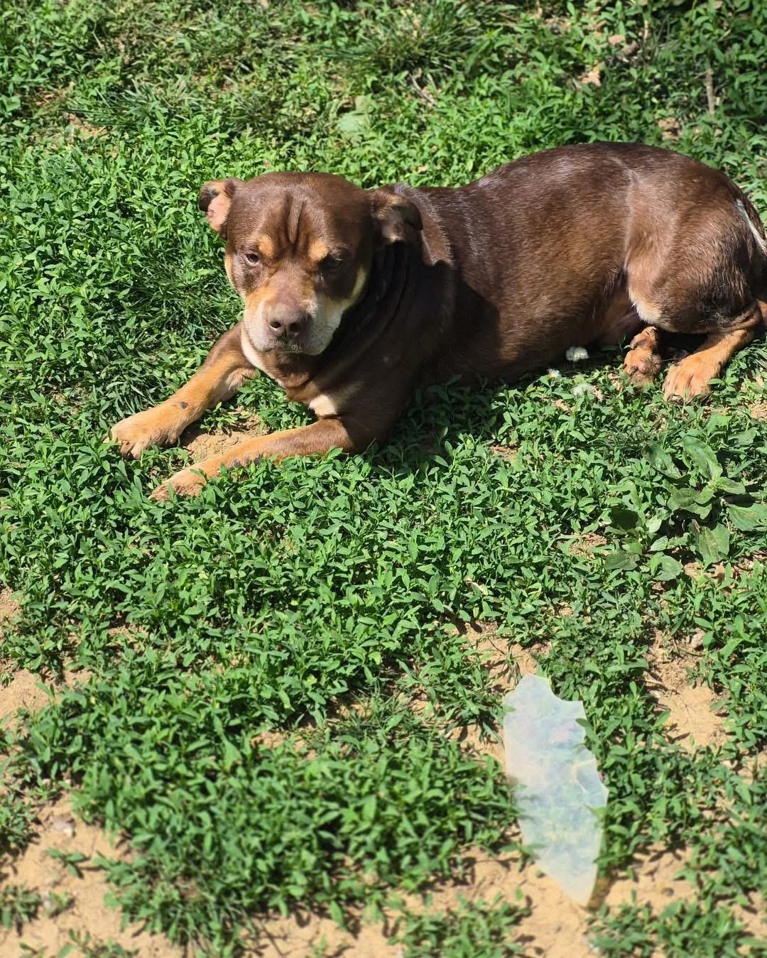 Enlarge Bear, a Adoptable American Staffordshire Terrier in Richmond, KY image 5/5