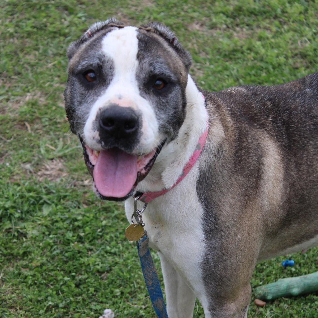 Enlarge Leo, a Adoptable mixed breed in Cleveland, MS image 1/4