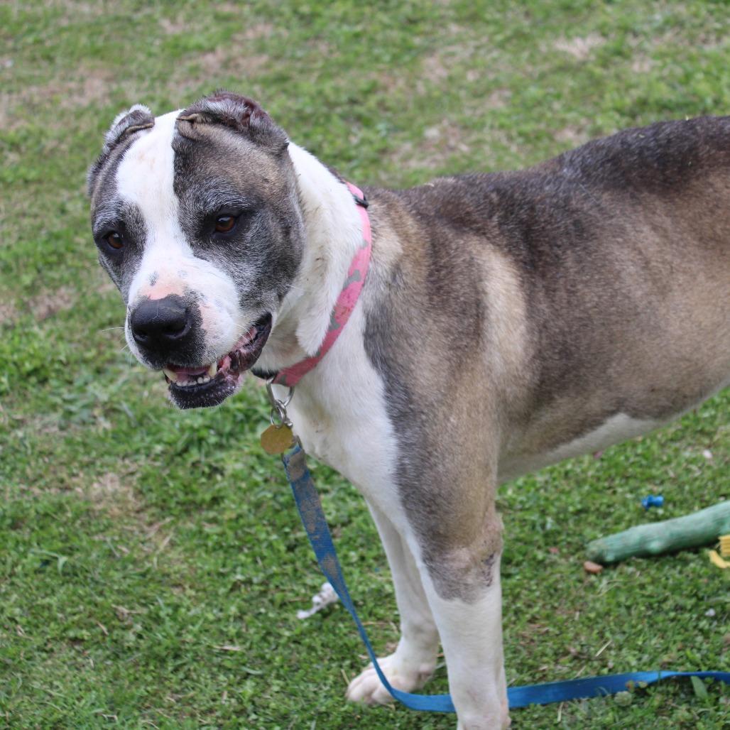 Enlarge Leo, a Adoptable mixed breed in Cleveland, MS image 2/4