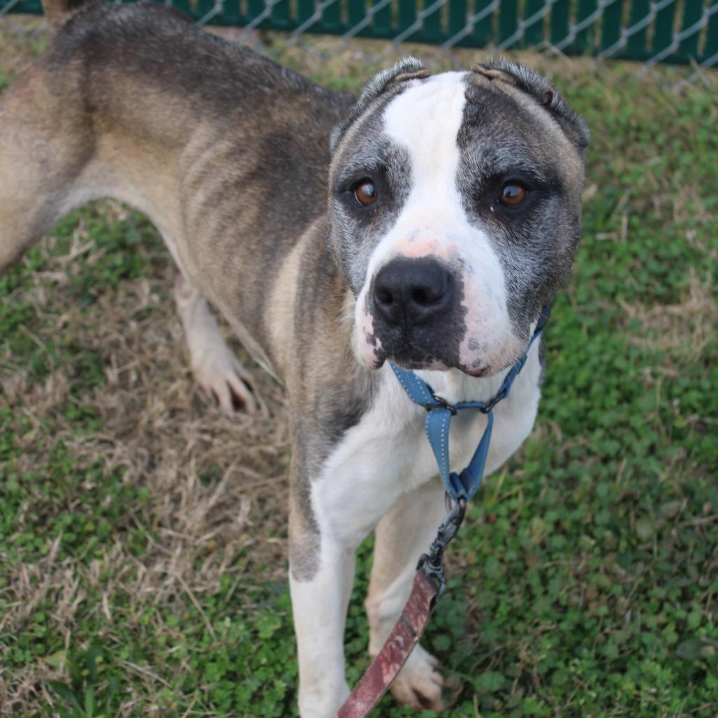 Enlarge Leo, a Adoptable mixed breed in Cleveland, MS image 3/4