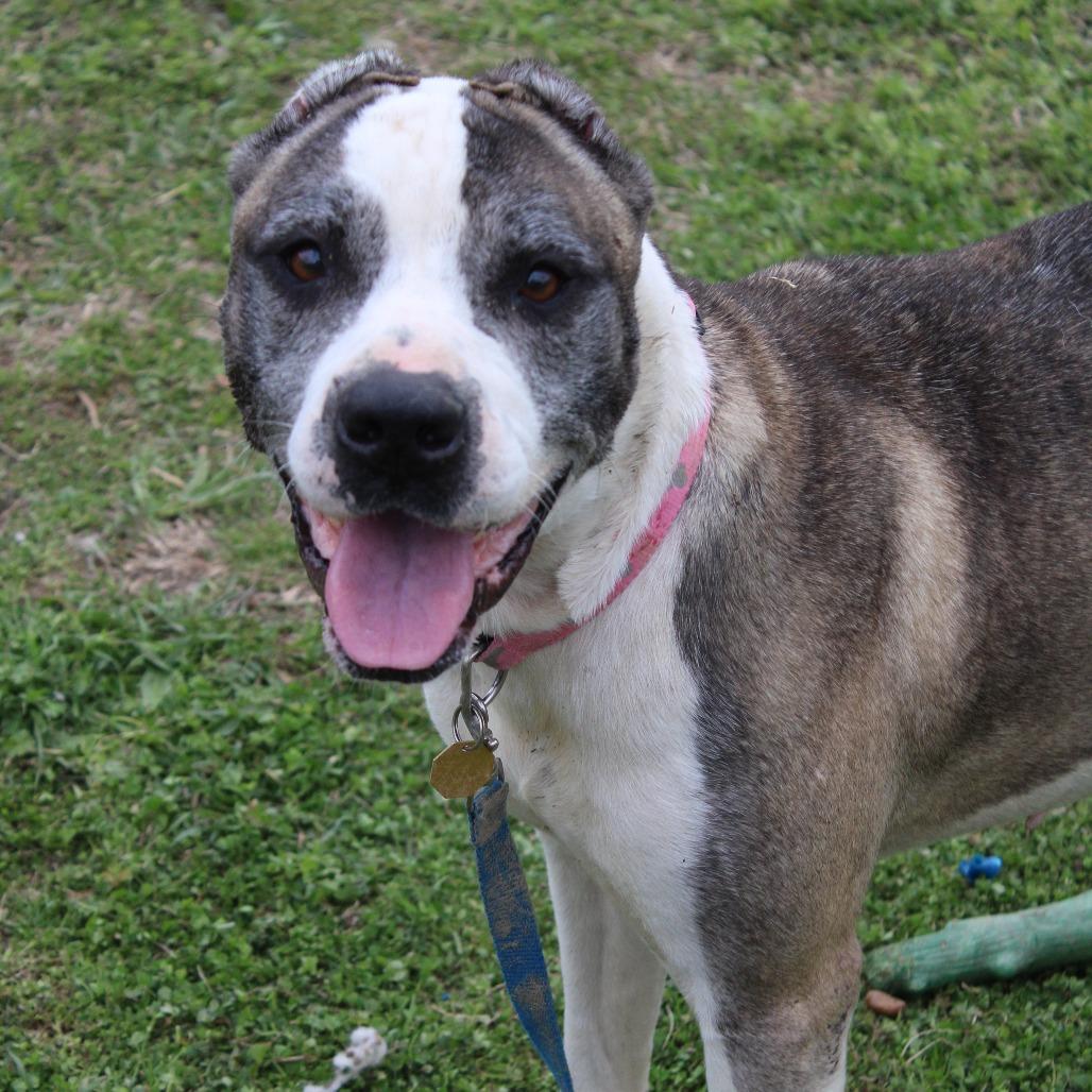 Enlarge Leo, a Adoptable mixed breed in Cleveland, MS image 4/4