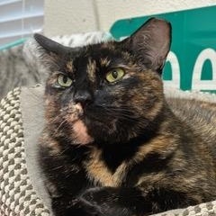 Enlarge Bella, a Adoptable Tortoiseshell in Gardnerville, NV image 3/3
