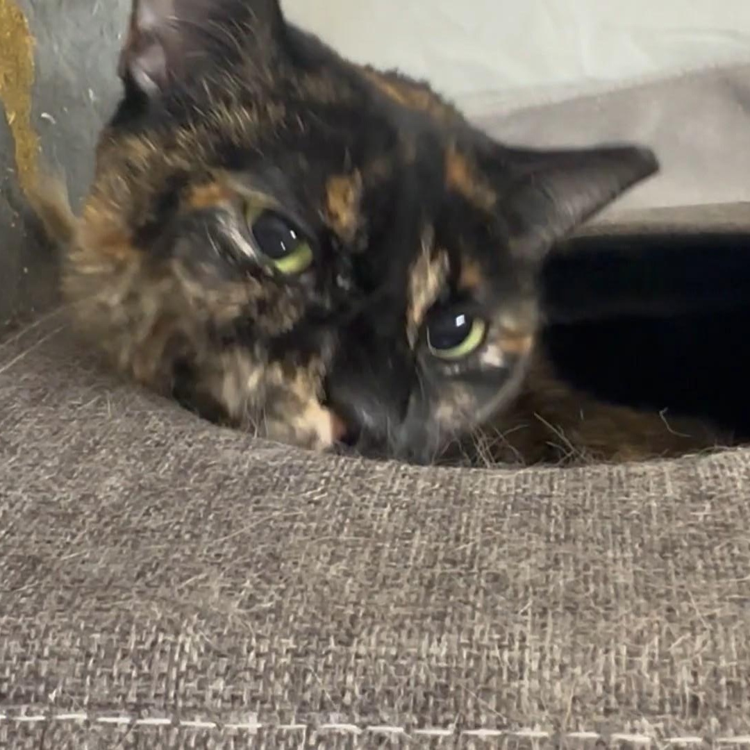 Bella, Adoptable, Adult Female Tortoiseshell.