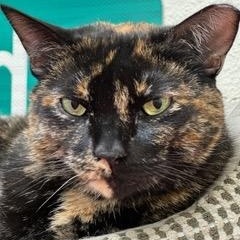 Bella, Adoptable, Adult Female Tortoiseshell.