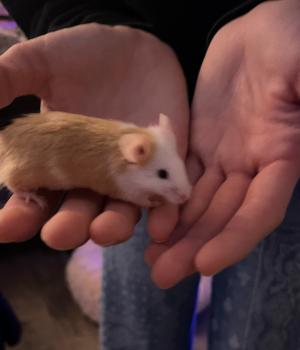 Bagel, ADOPTABLE, Adult Male Mouse.