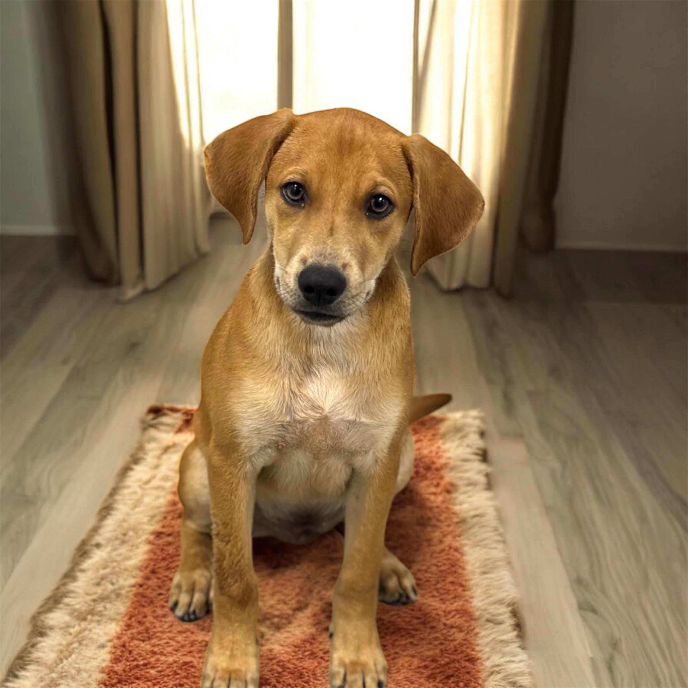 Dunn, adopted, Puppy Male Black Mouth Cur.