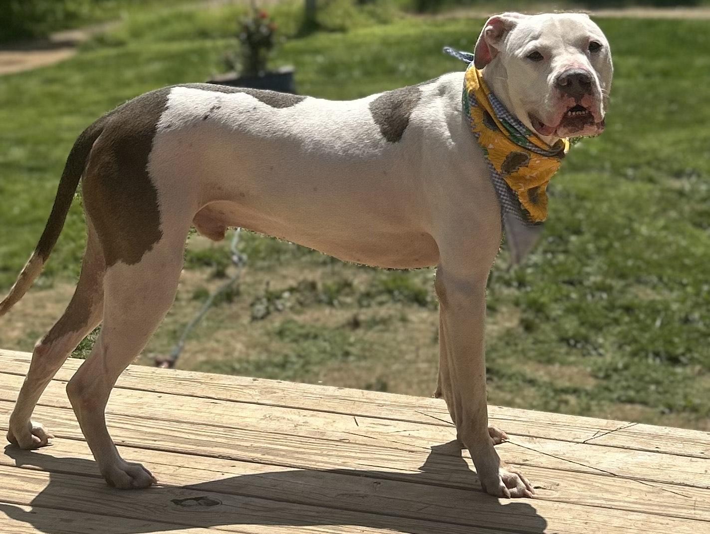 Enlarge Abel, a Adoptable Dogo Argentino in North Port, AR image 2/5