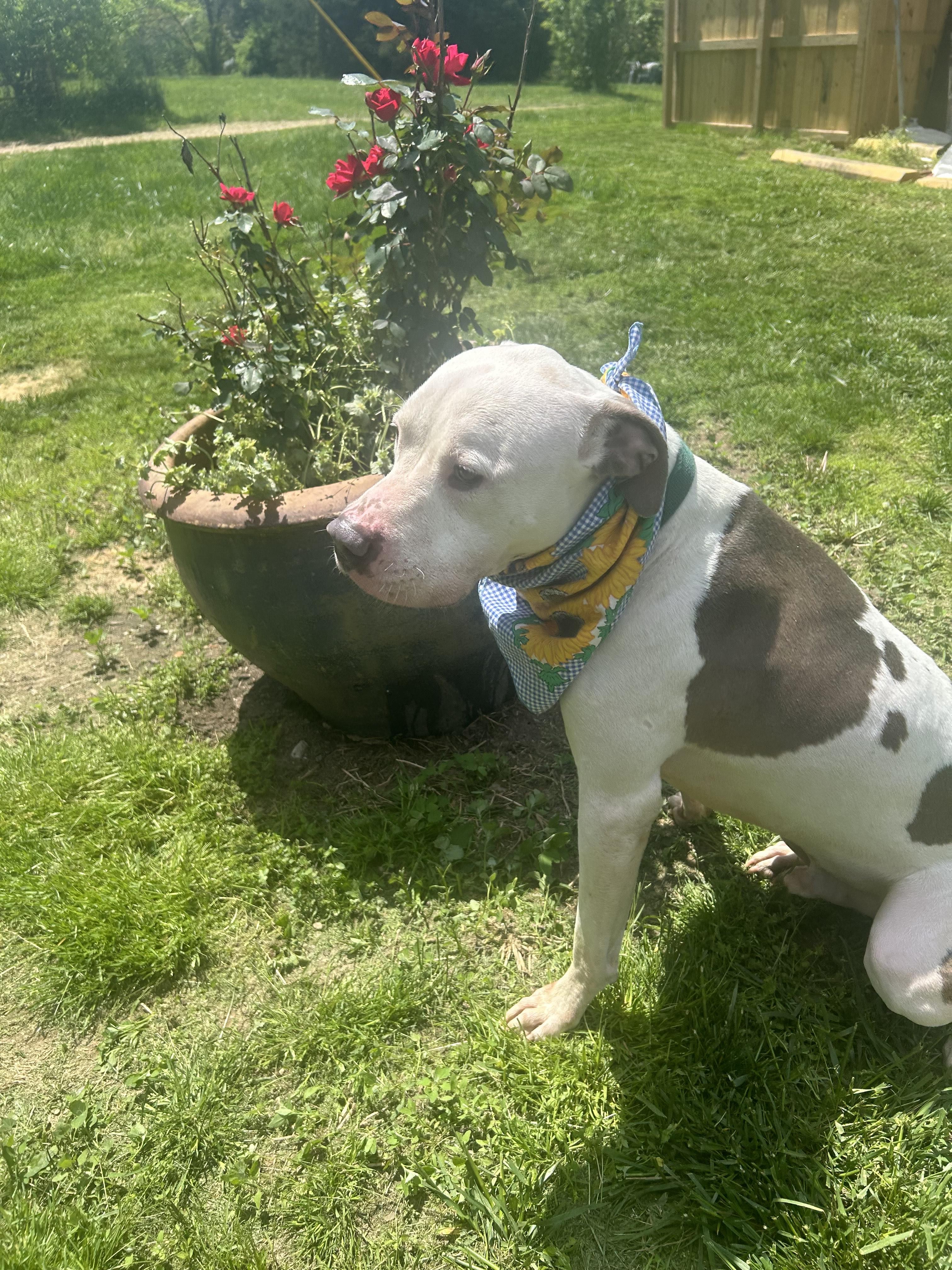 Enlarge Abel, a Adoptable Dogo Argentino in North Port, AR image 4/5