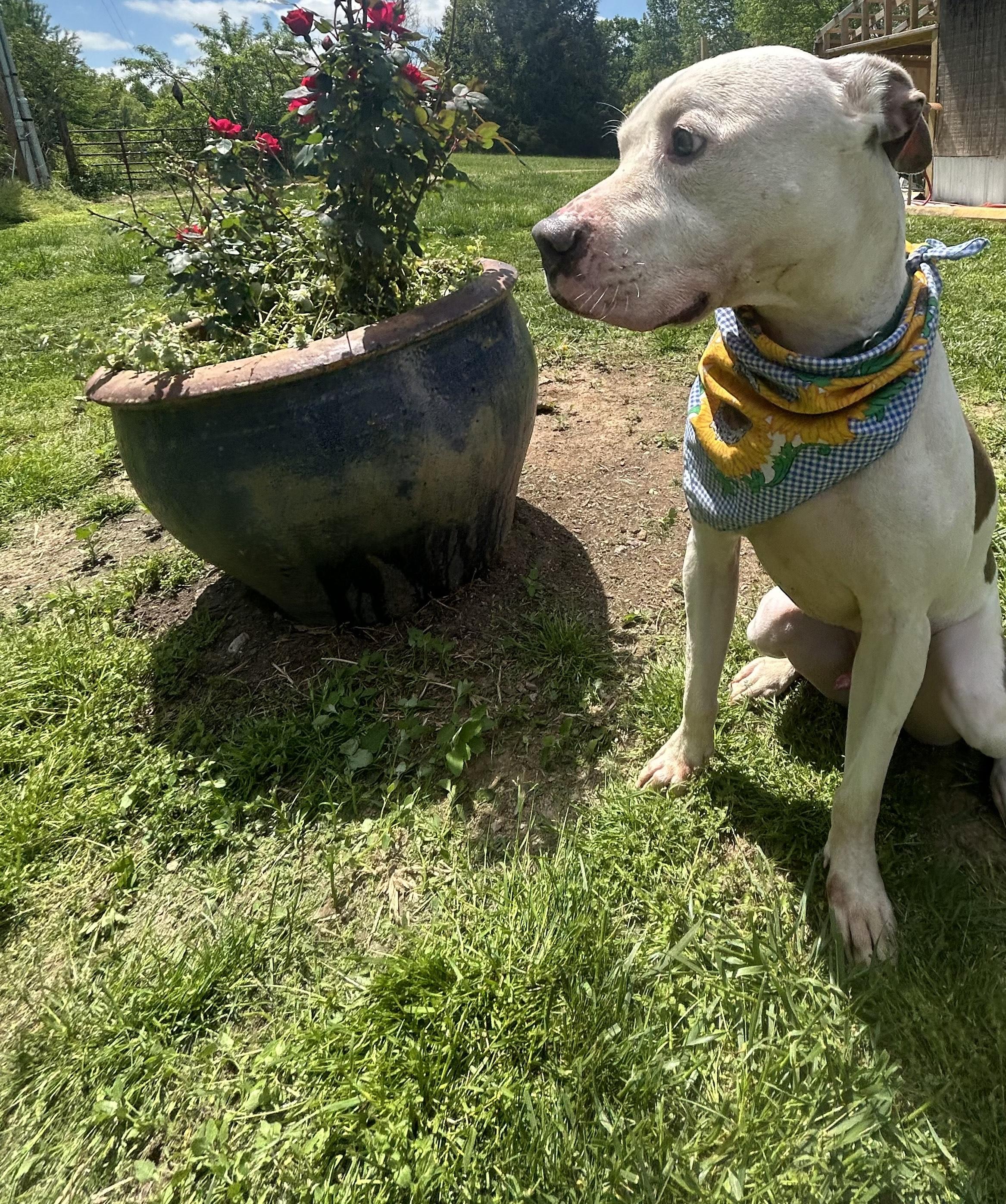 Enlarge Abel, a Adoptable Dogo Argentino in North Port, AR image 3/5
