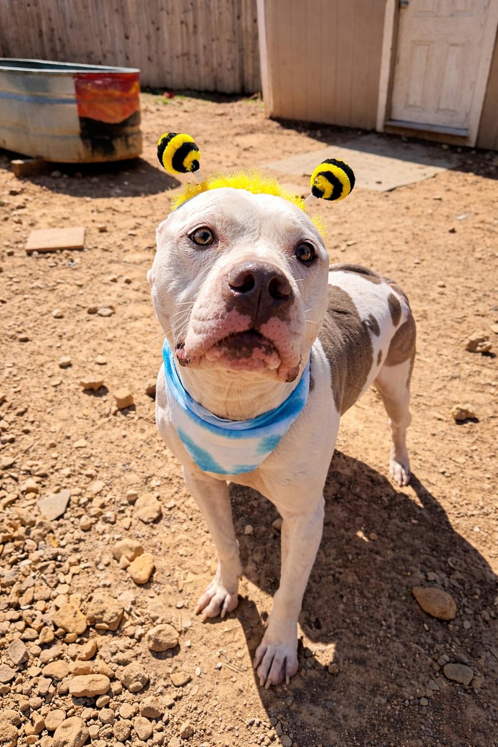 Enlarge Abel, a Adoptable Dogo Argentino in Scottsville, KY image 2/5