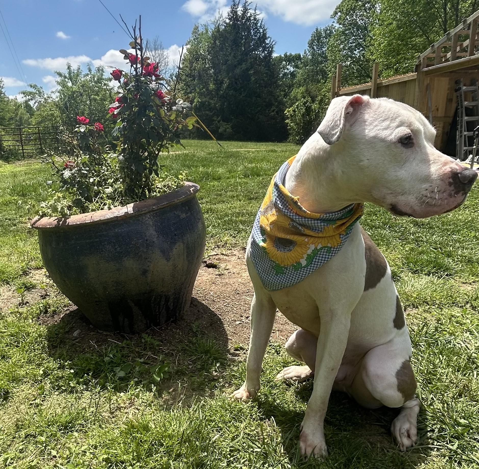 Enlarge Abel, a Adoptable Dogo Argentino in North Port, AR image 5/5