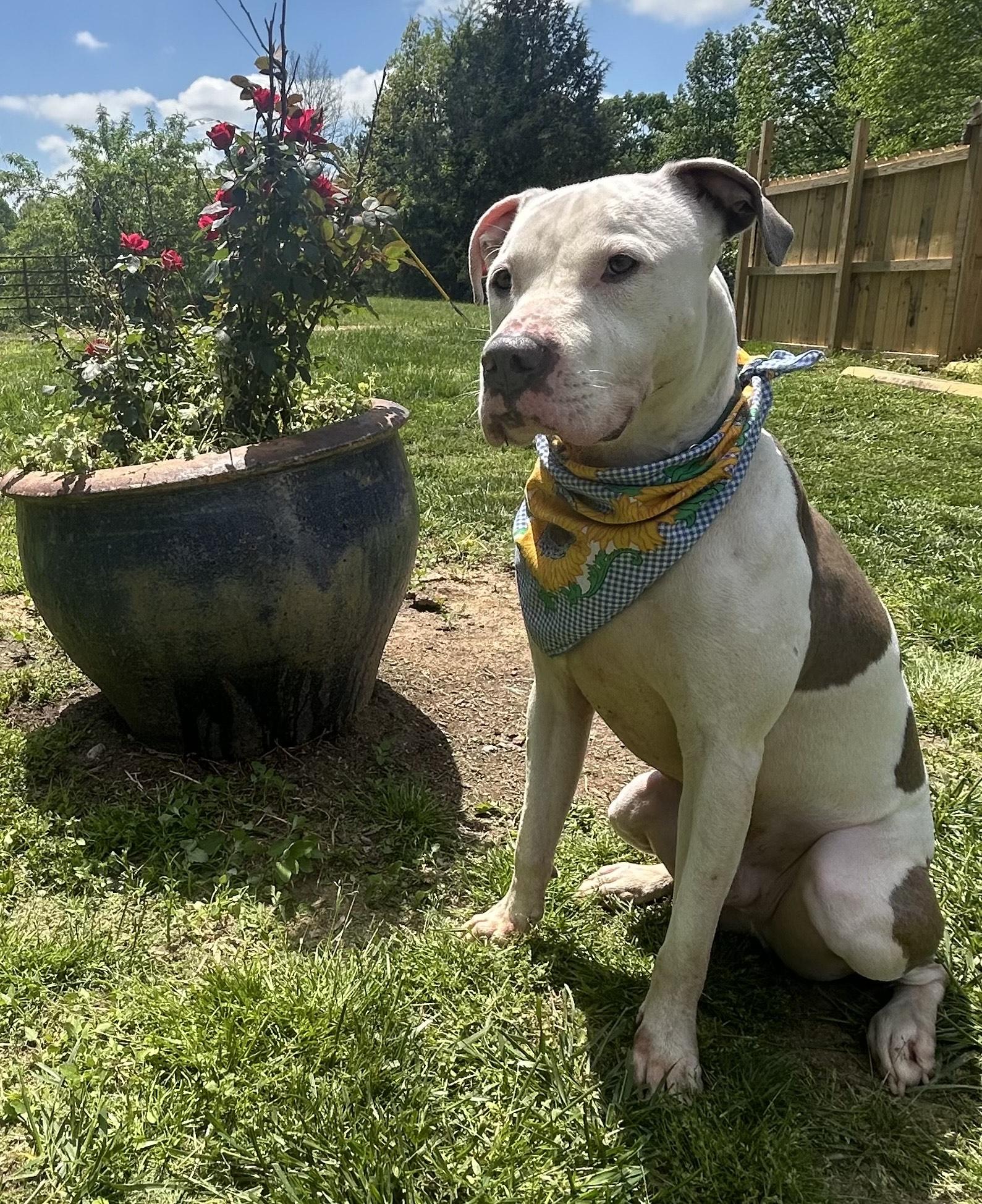 Enlarge Abel, a Adoptable Dogo Argentino in North Port, AR image 1/5