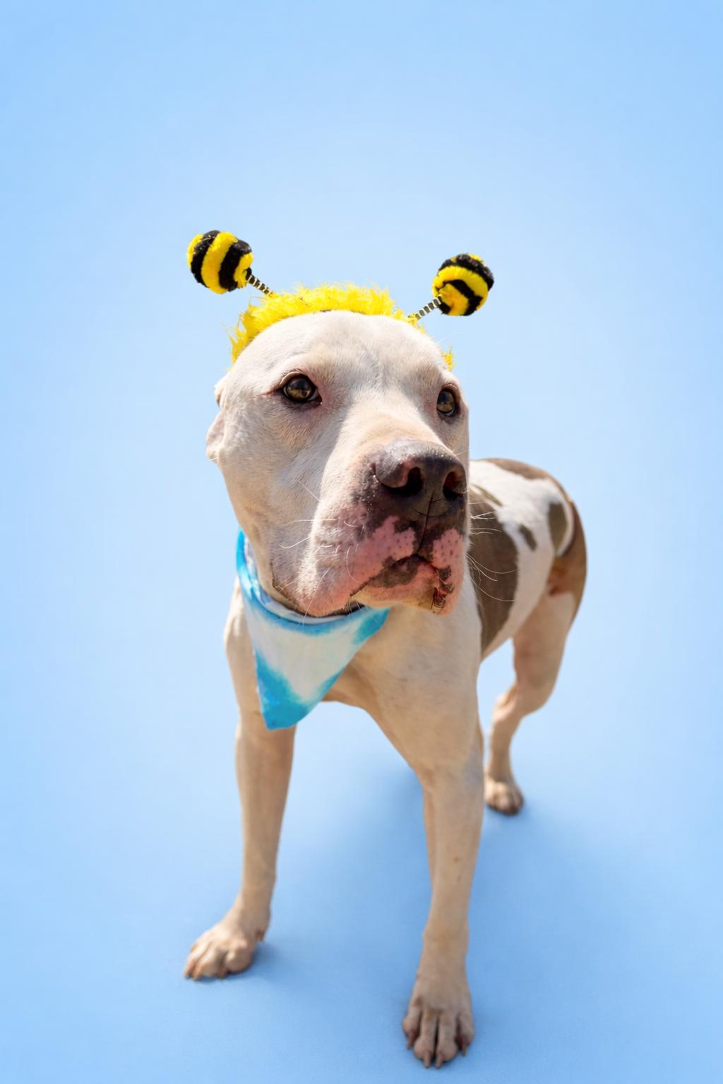 Abel, Adoptable, Adult Male Dogo Argentino.