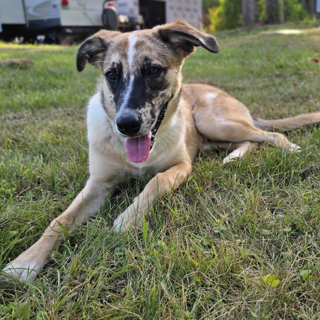 Enlarge Merlin D12006, a Adoptable mixed breed in Duluth, MN image 2/5