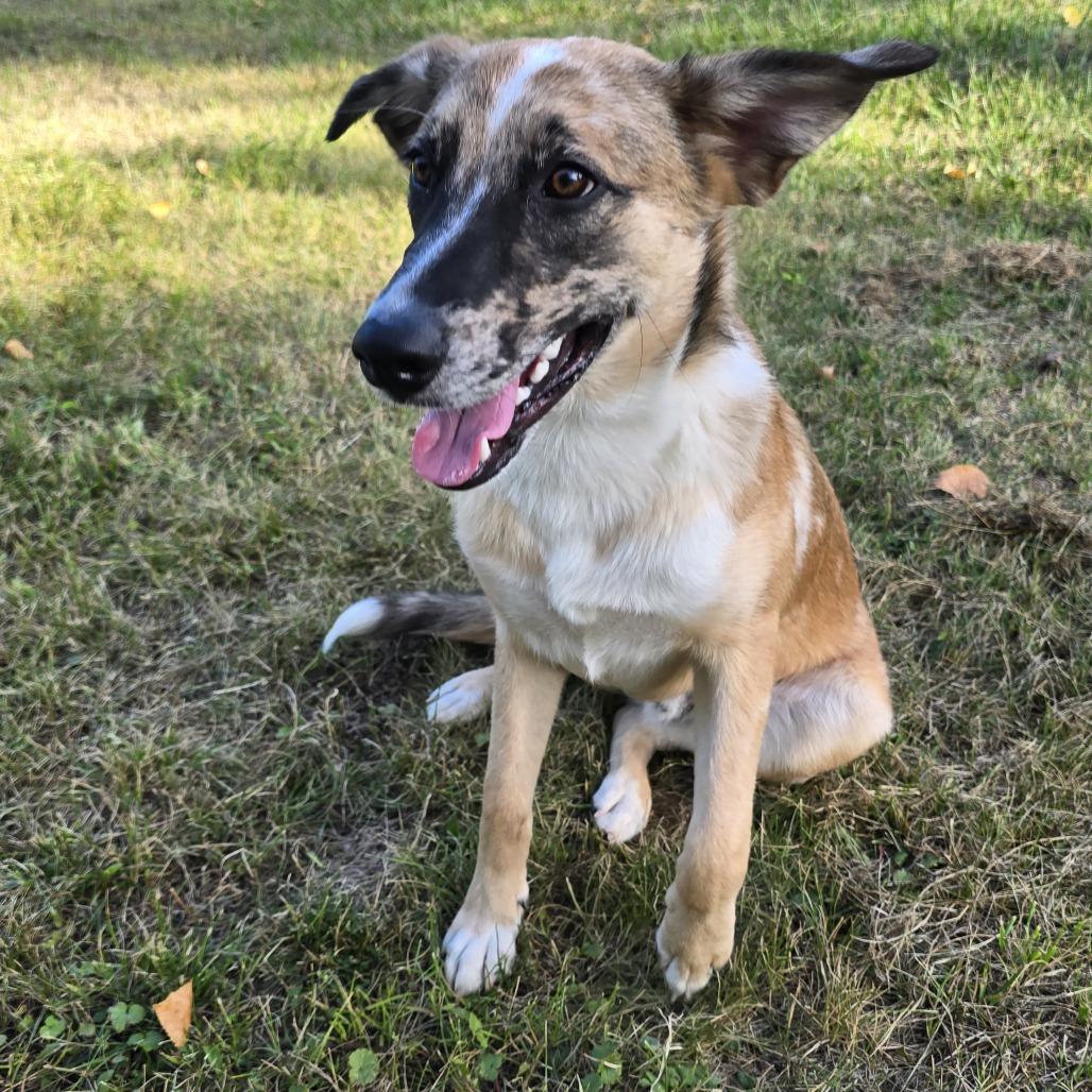 Enlarge Merlin D12006, a Adoptable mixed breed in Duluth, MN image 3/5