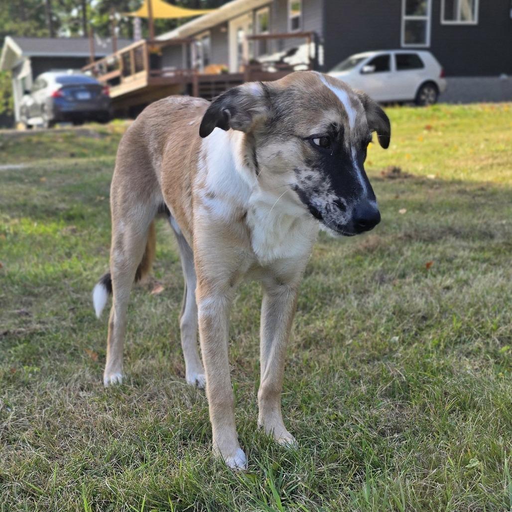 Enlarge Merlin D12006, a Adoptable mixed breed in Duluth, MN image 4/5