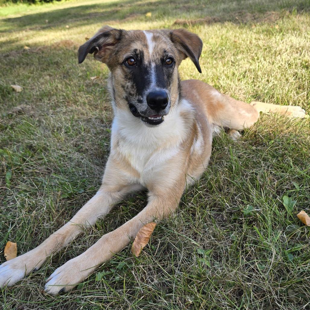 Enlarge Merlin D12006, a Adoptable mixed breed in Duluth, MN image 5/5