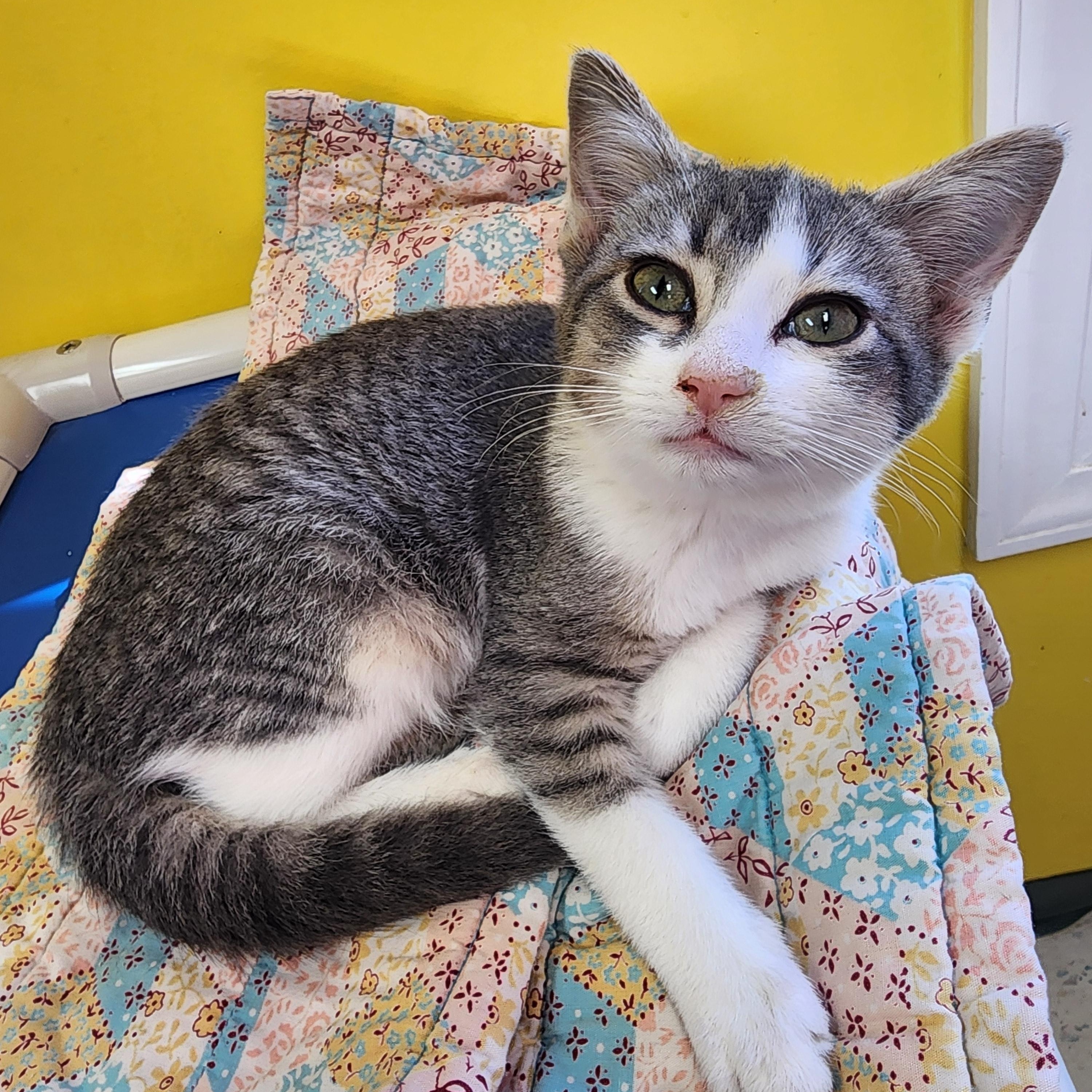 Enlarge Milo, a Adopted Domestic Short Hair in Danville, VA image 1/1