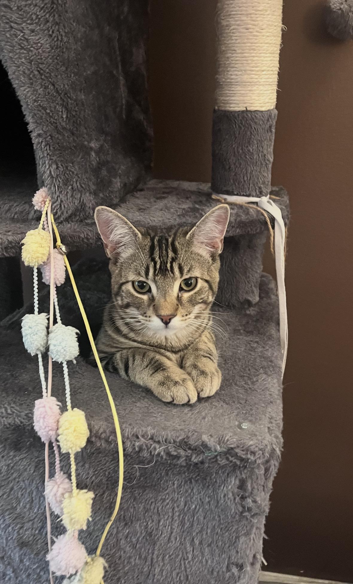 Milo G- Affectionate, Adorable, Ready for Love, a Adoptable Domestic Short Hair in New York, NY image 3/6