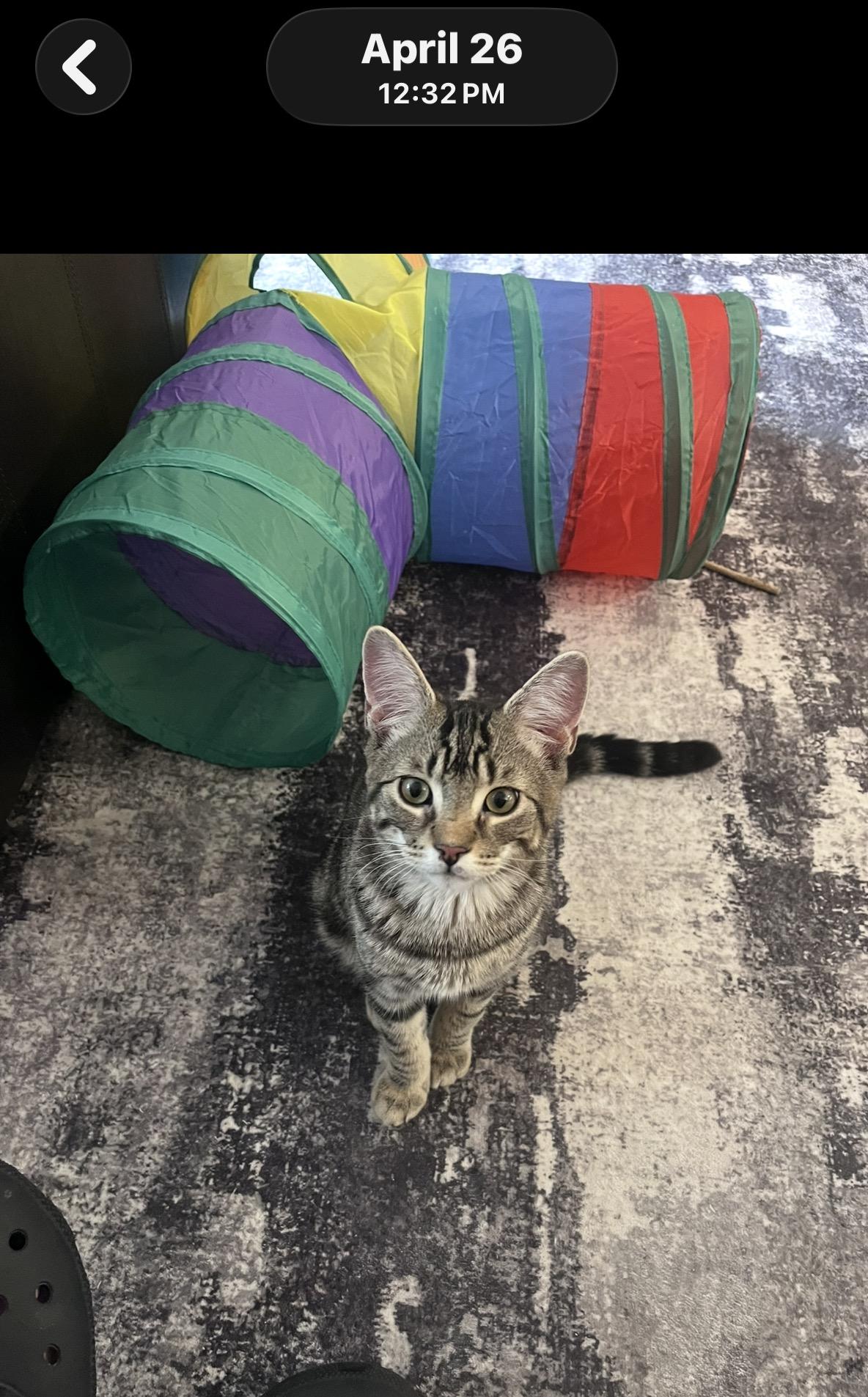 Milo G- Affectionate, Adorable, Ready for Love, a Adoptable Domestic Short Hair in New York, NY image 5/6