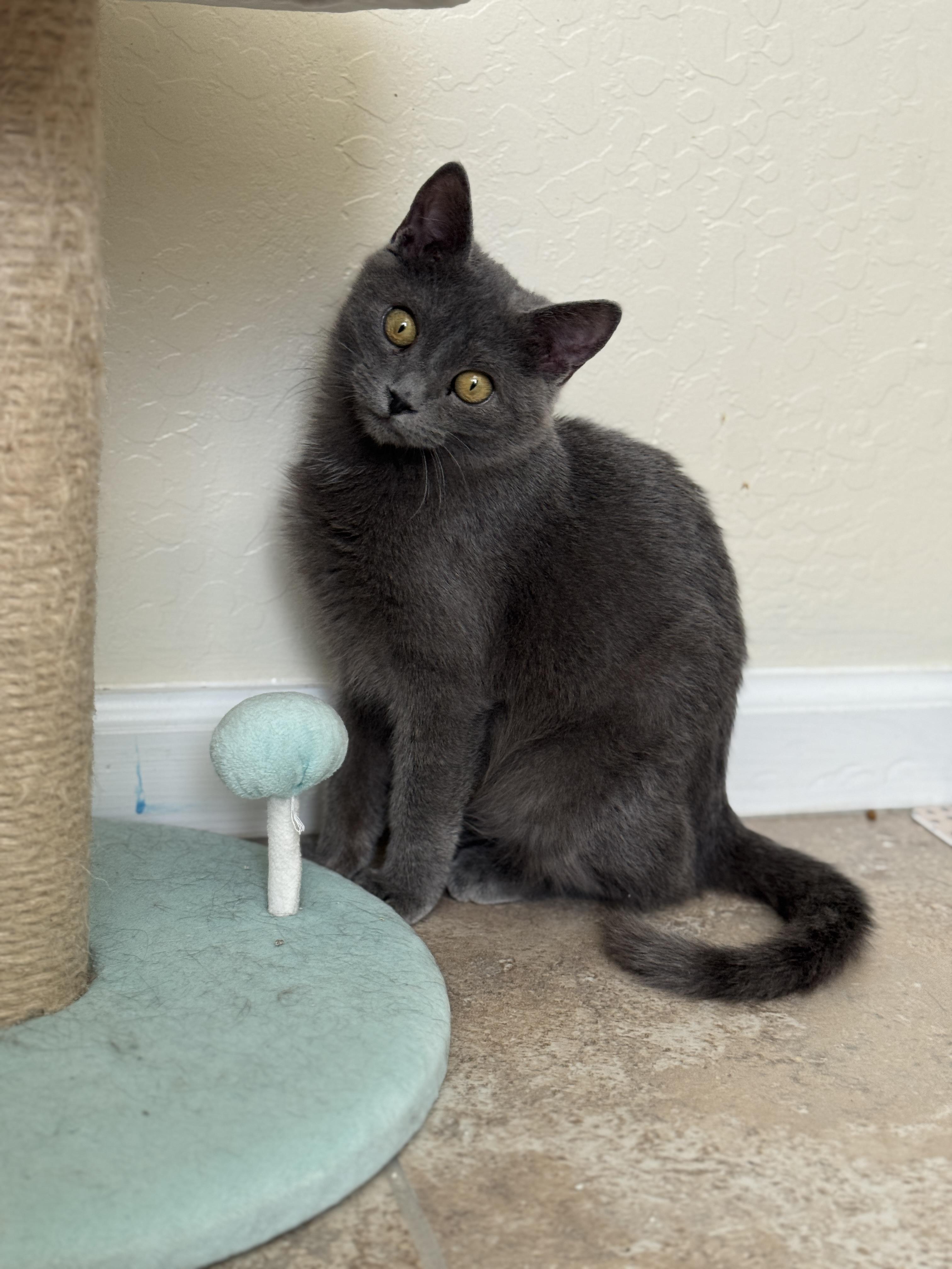 Enlarge Shawn of the Dead , an adopted mixed breed in Youngtown, AZ image 2/2