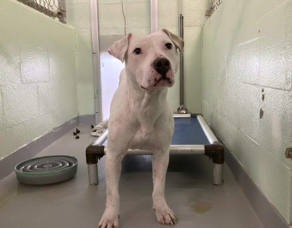 Enlarge Sweet Pea, a Adoptable Mixed Breed in Durham, NC image 1/2