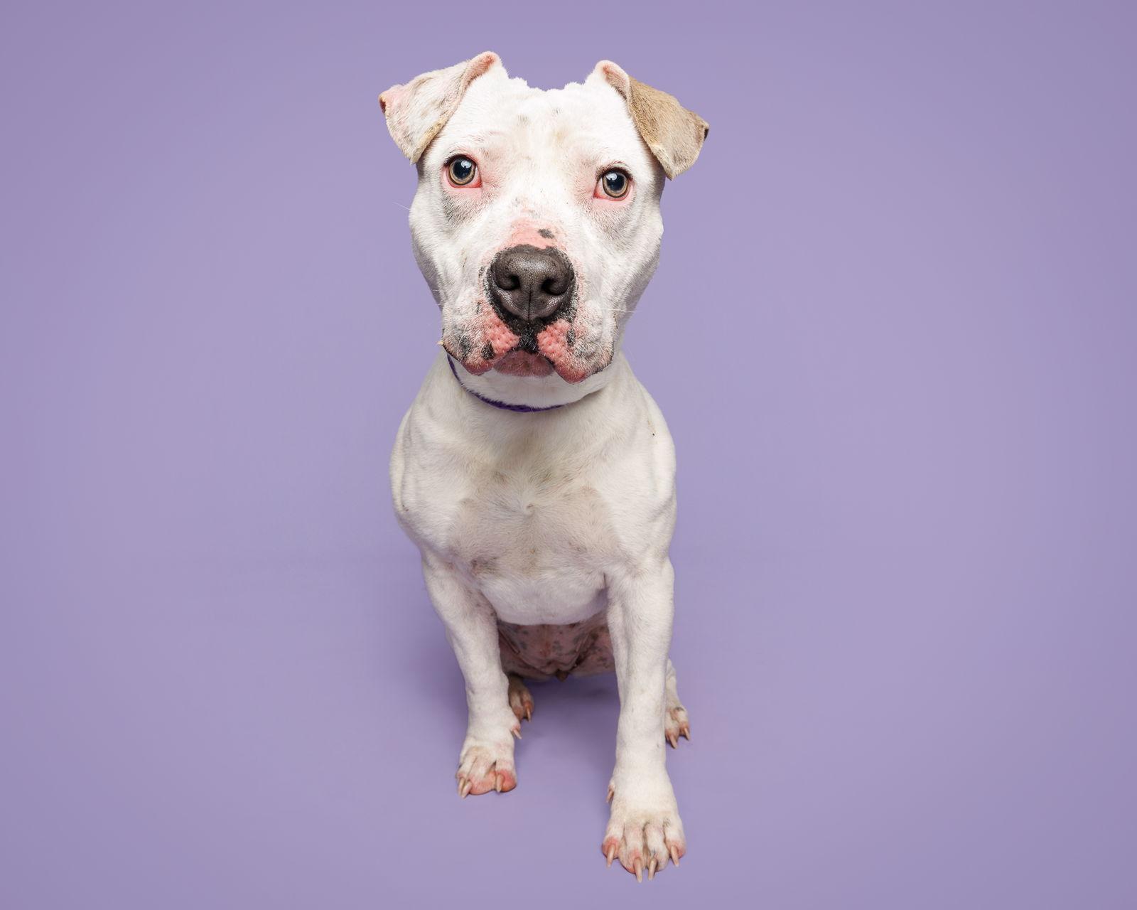 Enlarge Sweet Pea, a Adoptable Mixed Breed in Durham, NC image 2/2