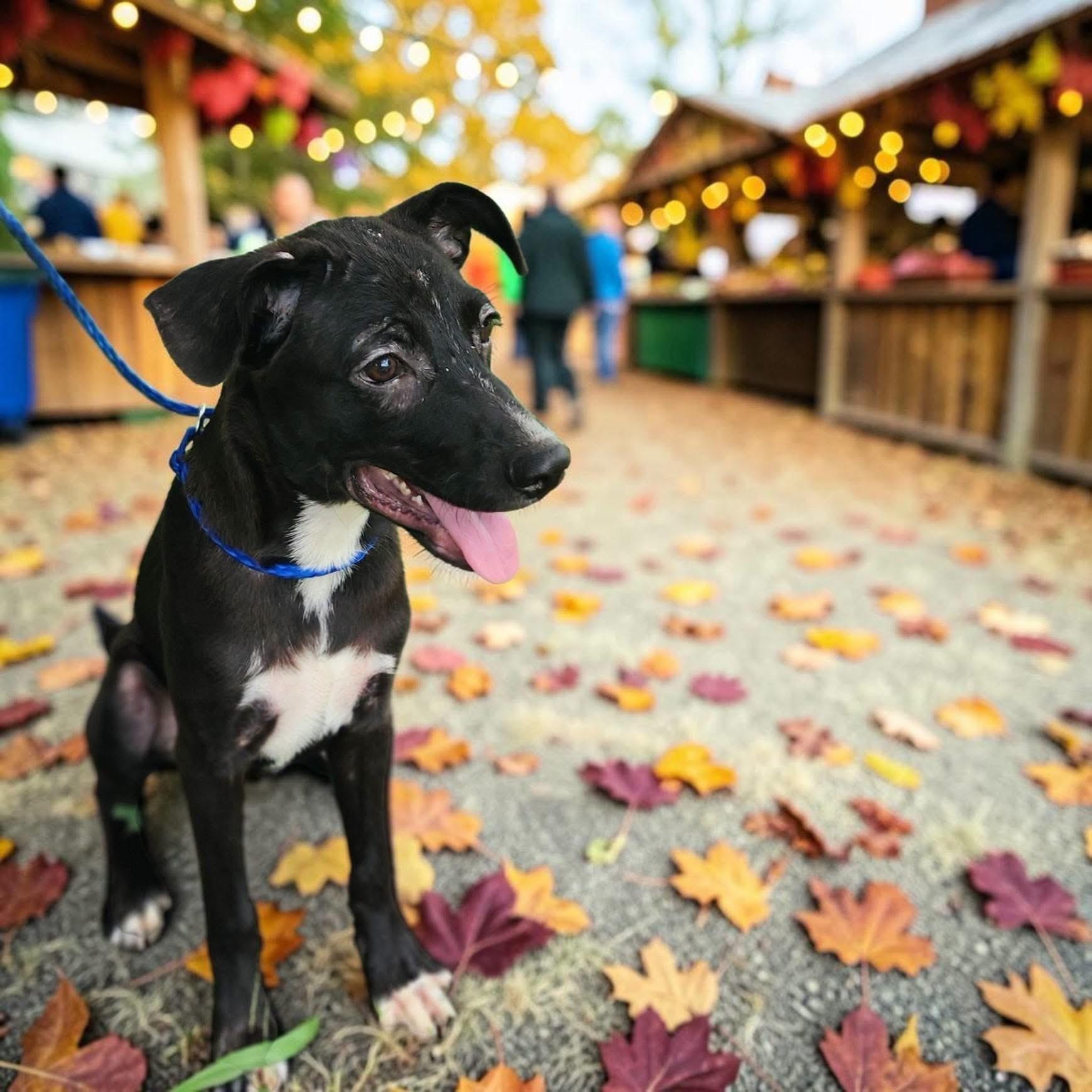Enlarge Jetson, a Adoptable mixed breed in Lorida, FL image 1/1