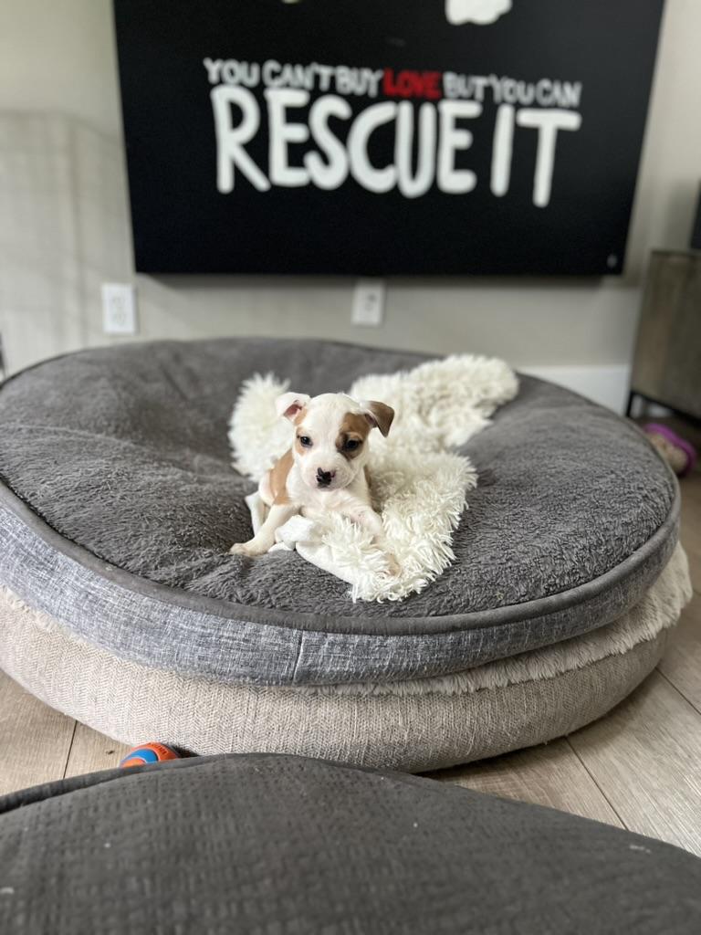 Enlarge Honey - female puppy, a ADOPTABLE mixed breed in Sammamish, WA image 2/2