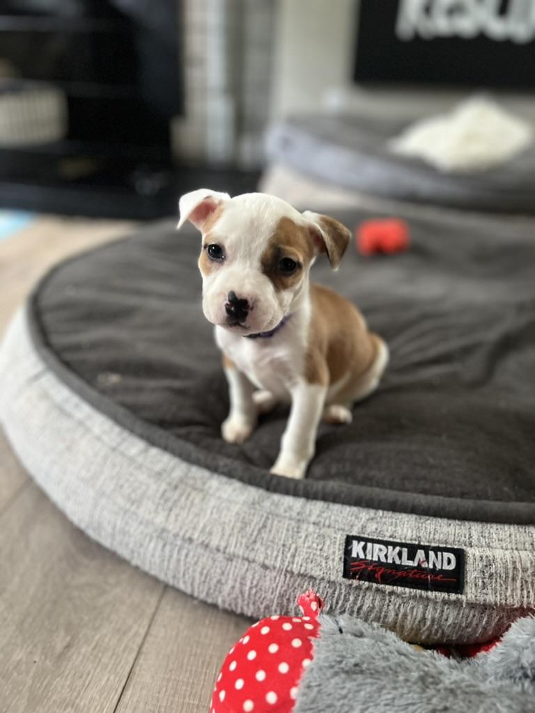 Honey - female puppy, ADOPTABLE, Puppy Female American Bully.