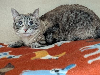Sissy, Adoptable, Adult Female Siamese & Domestic Short Hair.