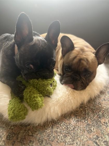 MATEO (AND PALOMA), Adoptable, Adult Male French Bulldog.