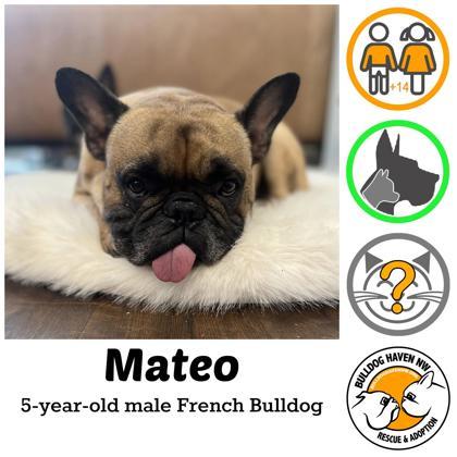 MATEO (AND PALOMA), a Adoptable French Bulldog in Bonney Lake, WA image 1/3