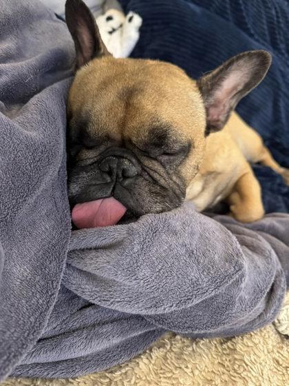 MATEO (AND PALOMA), a Adoptable French Bulldog in Bonney Lake, WA image 3/3