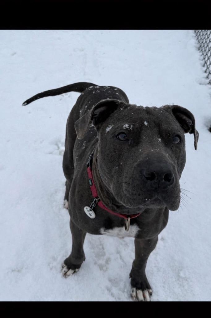 Iris, Adoptable, Adult Female Pit Bull Terrier.