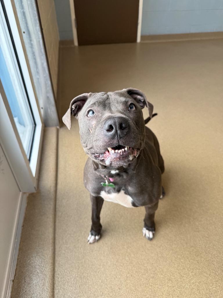 Iris, Adoptable, Adult Female Pit Bull Terrier.