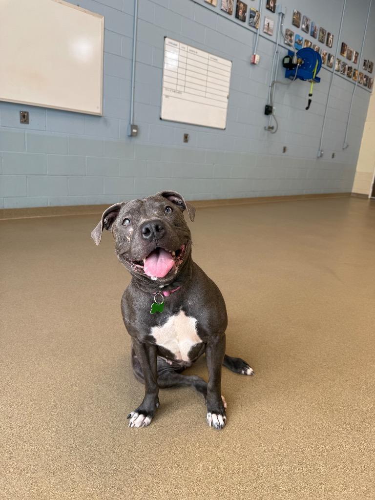 Iris, Adoptable, Adult Female Pit Bull Terrier.