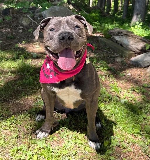 Enlarge Iris, a Adoptable mixed breed in North Syracuse, NY image 3/6