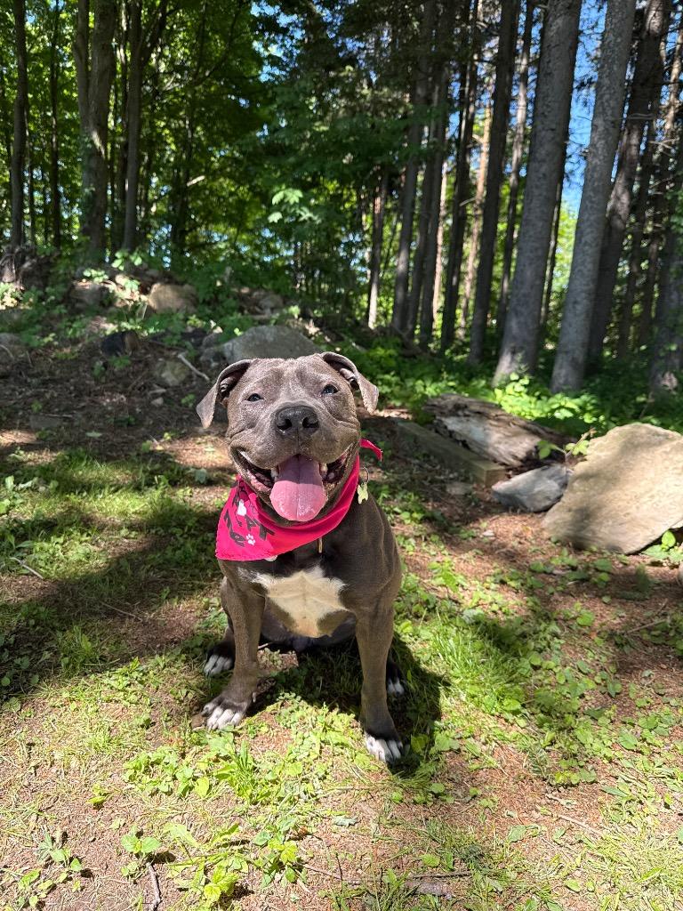Enlarge Iris, a Adoptable mixed breed in North Syracuse, NY image 3/6