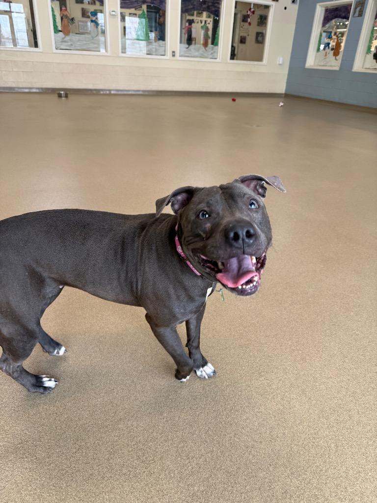 Enlarge Iris, a Adoptable mixed breed in North Syracuse, NY image 3/4